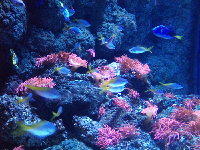 DSC_0017 - AQUARIUM LONDRA