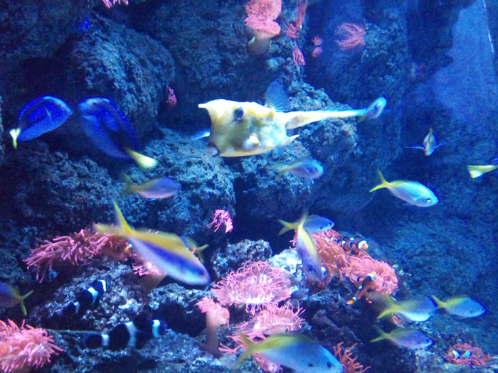 DSC_0018 - AQUARIUM LONDRA