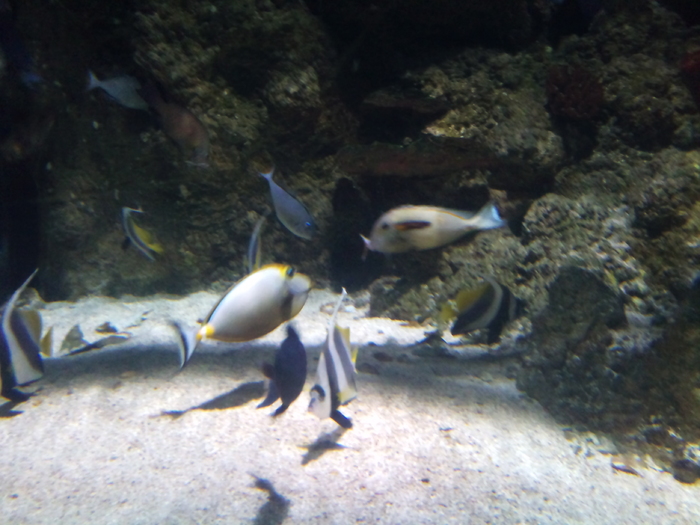 DSC_0019 - AQUARIUM LONDRA