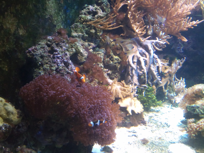 DSC_0022 - AQUARIUM LONDRA