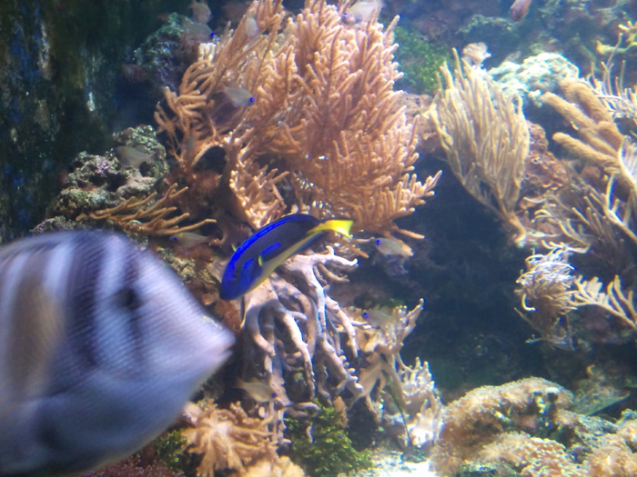 DSC_0023 - AQUARIUM LONDRA