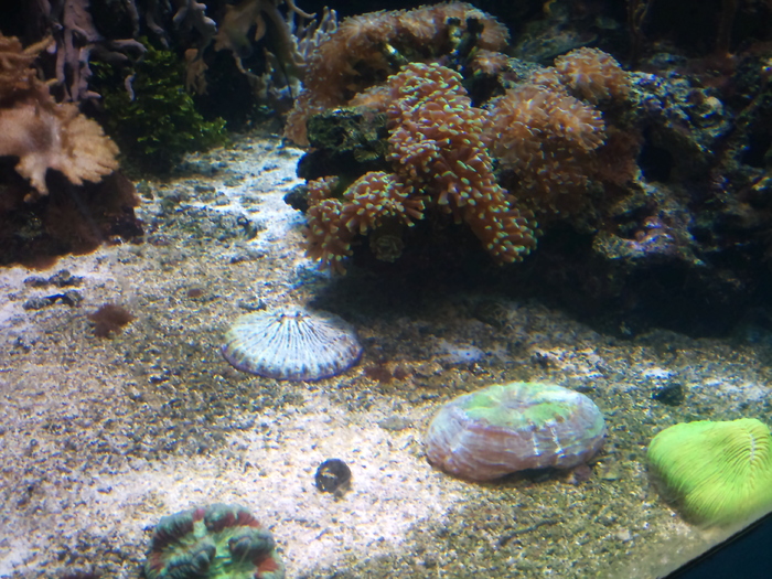 DSC_0024 - AQUARIUM LONDRA