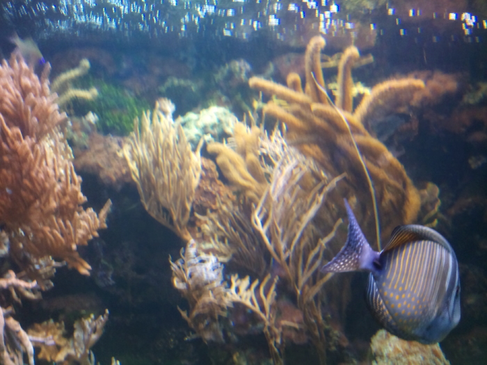 DSC_0025 - AQUARIUM LONDRA