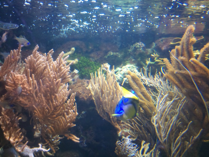 DSC_0026 - AQUARIUM LONDRA