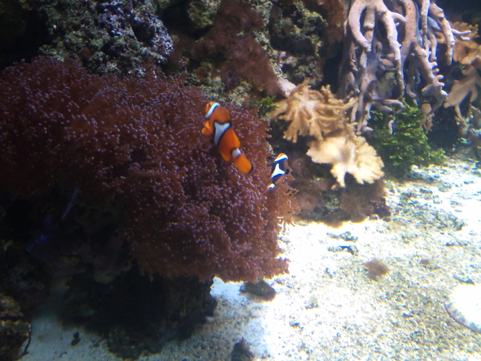 DSC_0027 - AQUARIUM LONDRA