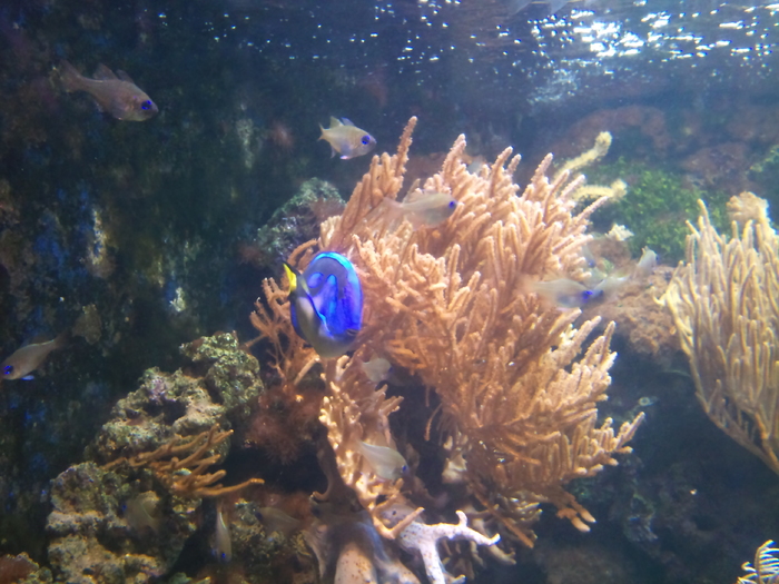 DSC_0028 - AQUARIUM LONDRA