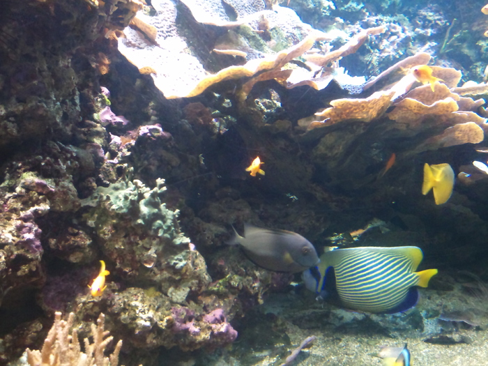 DSC_0029 - AQUARIUM LONDRA