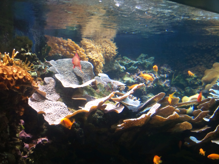 DSC_0030 - AQUARIUM LONDRA