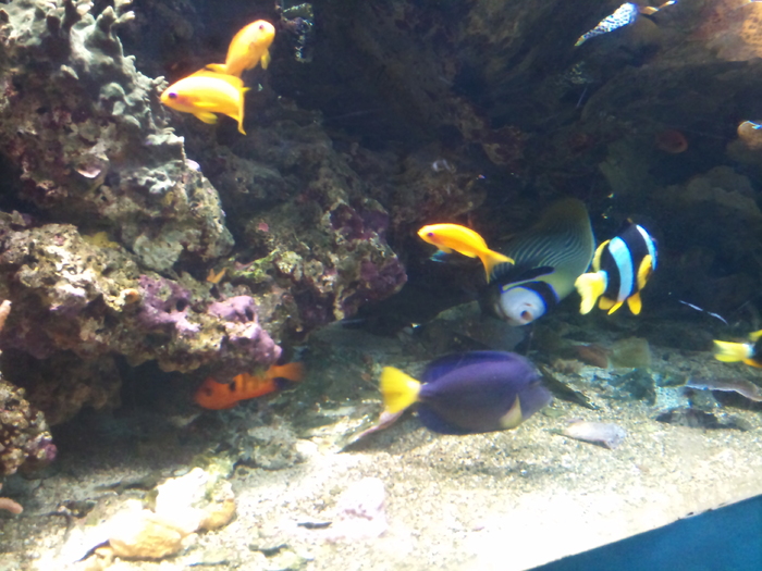 DSC_0031 - AQUARIUM LONDRA