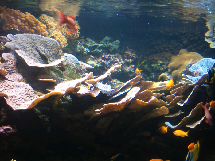 DSC_0033 - AQUARIUM LONDRA