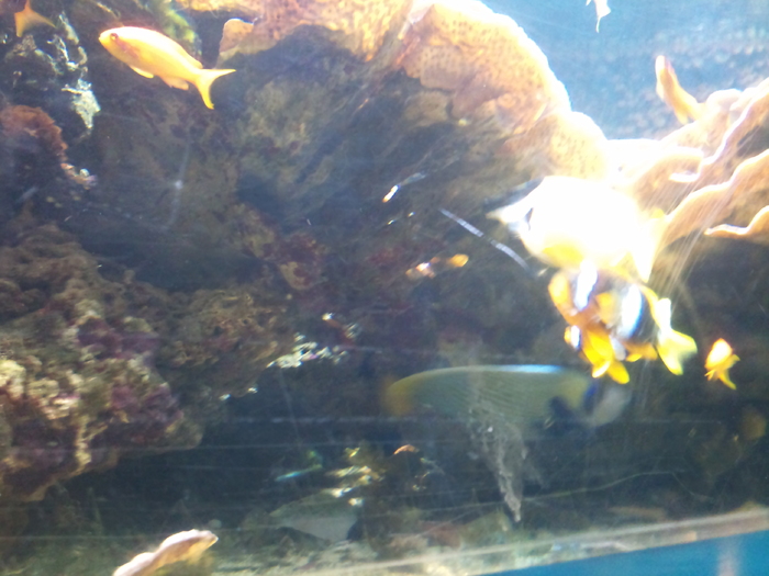 DSC_0034 - AQUARIUM LONDRA