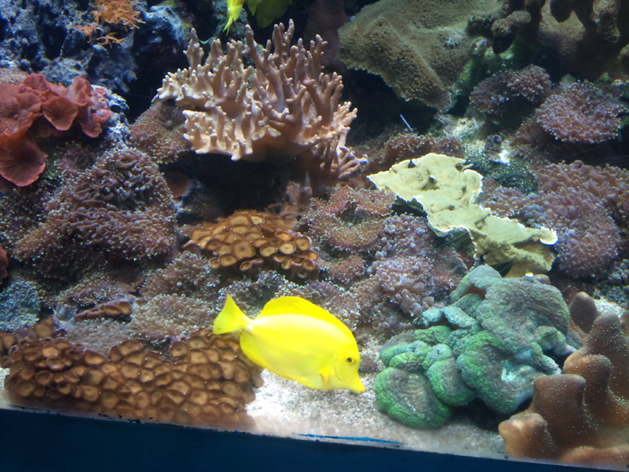 DSC_0035 - AQUARIUM LONDRA