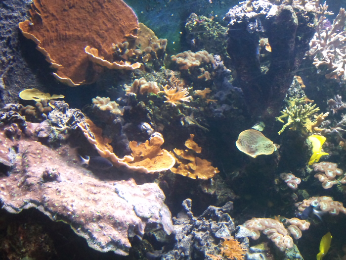 DSC_0036 - AQUARIUM LONDRA