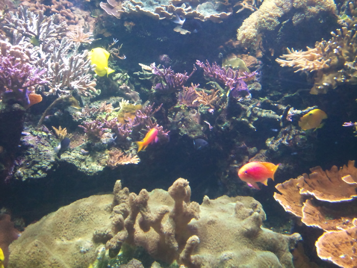 DSC_0037 - AQUARIUM LONDRA