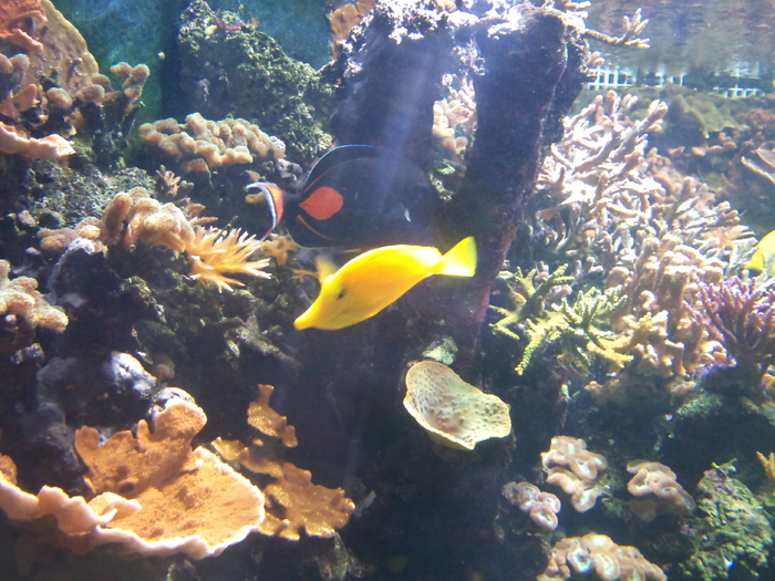 DSC_0038 - AQUARIUM LONDRA