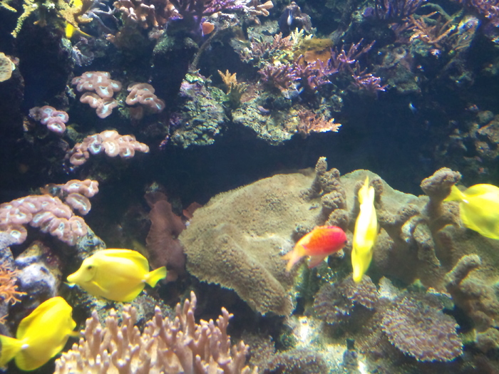 DSC_0039 - AQUARIUM LONDRA