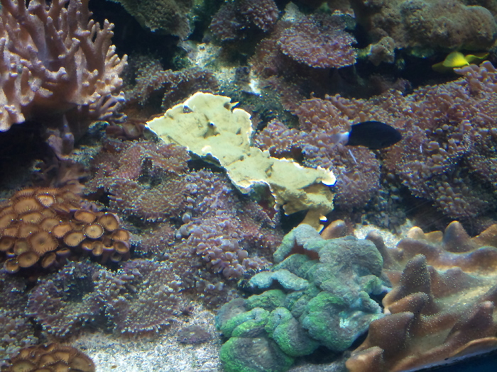 DSC_0040 - AQUARIUM LONDRA