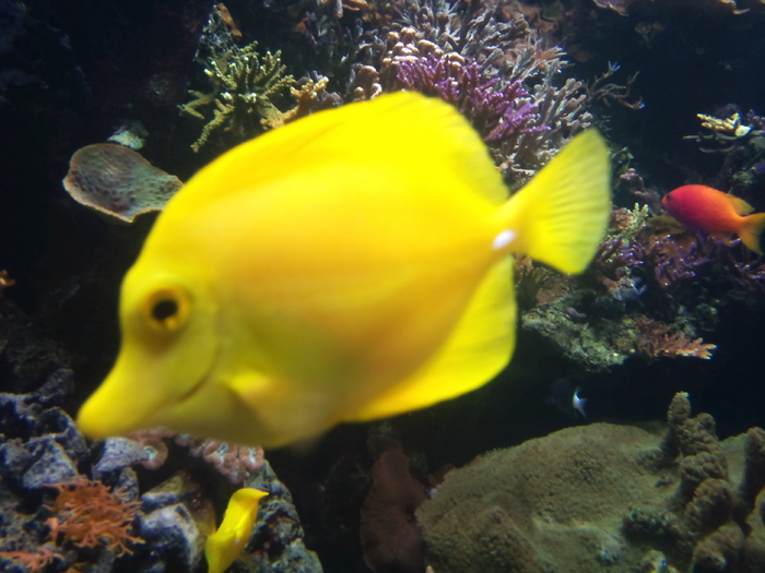 DSC_0041 - AQUARIUM LONDRA