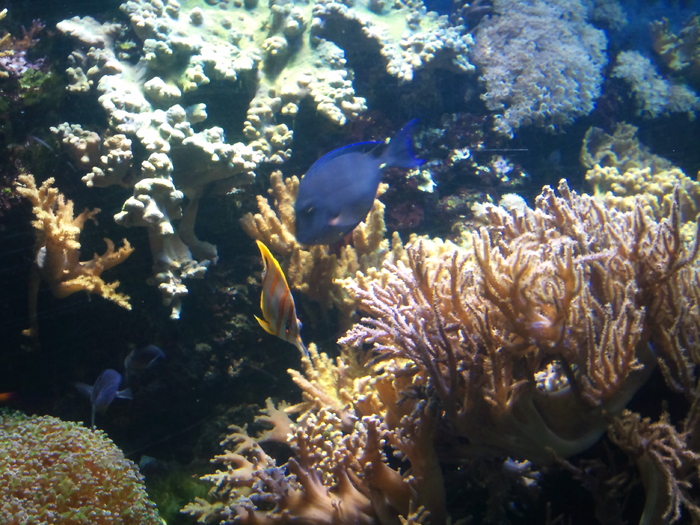 DSC_0042 - AQUARIUM LONDRA