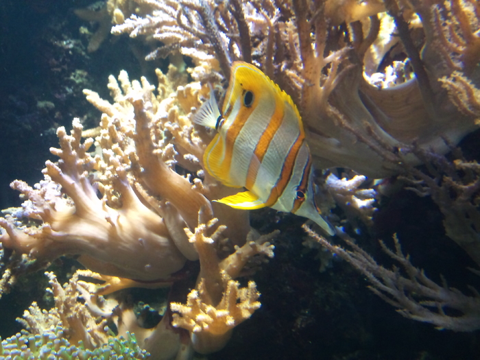 DSC_0043 - AQUARIUM LONDRA