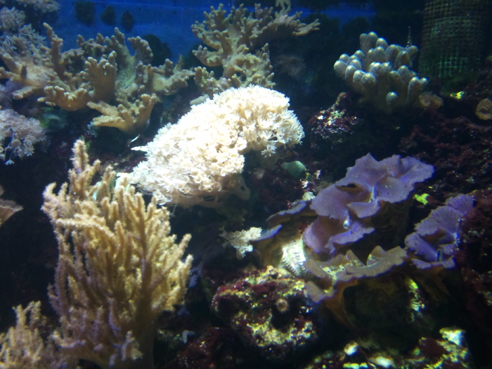DSC_0045 - AQUARIUM LONDRA