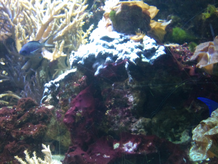 DSC_0046 - AQUARIUM LONDRA