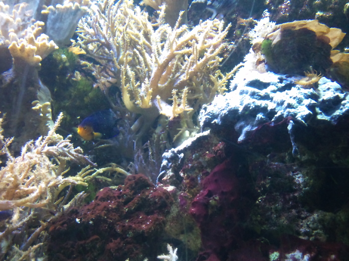 DSC_0047 - AQUARIUM LONDRA