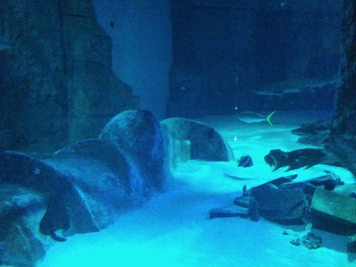 DSC_0048 - AQUARIUM LONDRA
