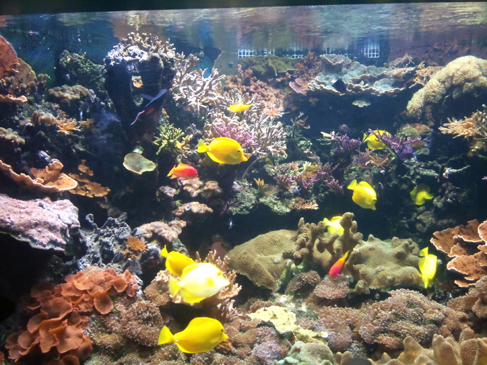 DSC_0049 - AQUARIUM LONDRA