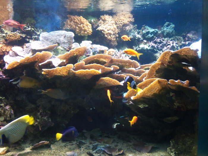 DSC_0050 - AQUARIUM LONDRA