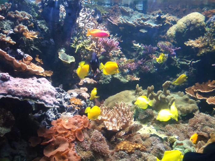DSC_0051 - AQUARIUM LONDRA