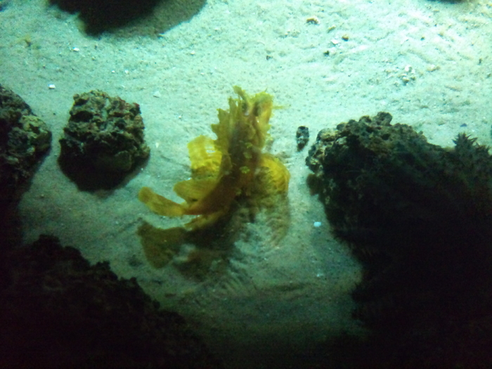 DSC_0052 - AQUARIUM LONDRA