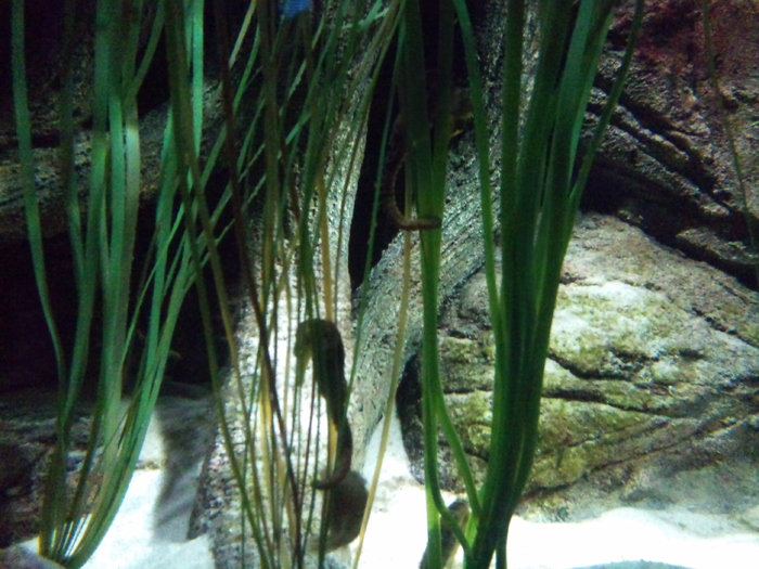 DSC_0054 - AQUARIUM LONDRA