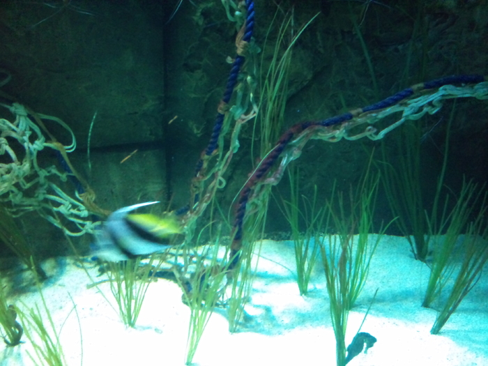 DSC_0055 - AQUARIUM LONDRA