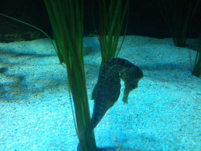 DSC_0056 - AQUARIUM LONDRA