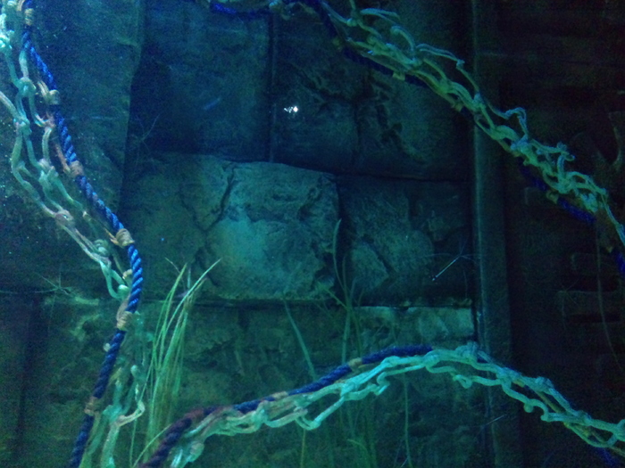 DSC_0057 - AQUARIUM LONDRA