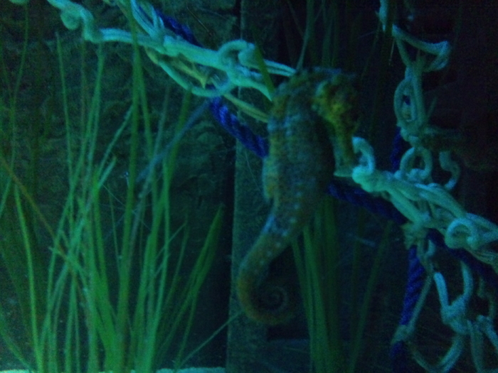 DSC_0058 - AQUARIUM LONDRA