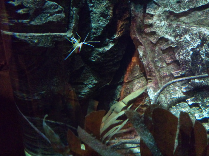 DSC_0059 - AQUARIUM LONDRA