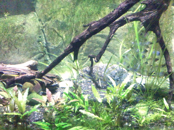 DSC_0064 - AQUARIUM LONDRA