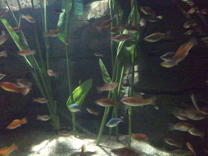 DSC_0072 - AQUARIUM LONDRA