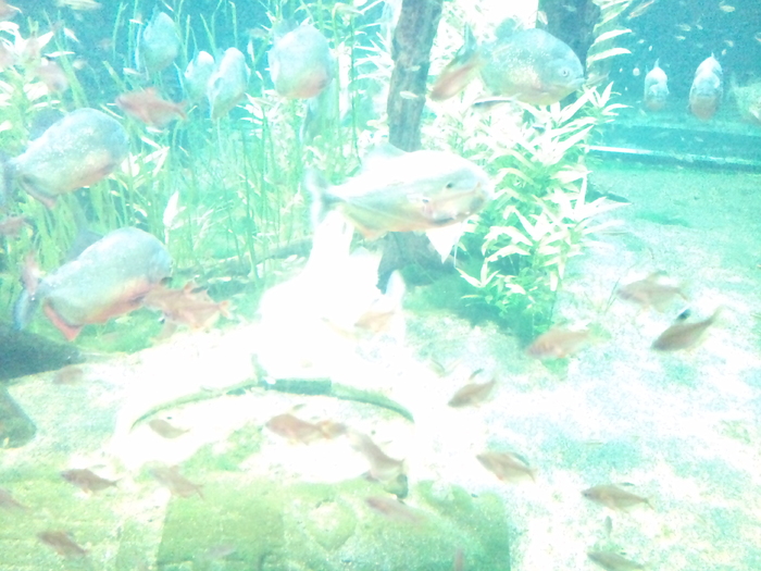 DSC_0073 - AQUARIUM LONDRA