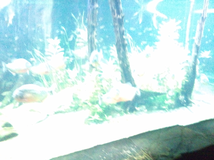 DSC_0074 - AQUARIUM LONDRA