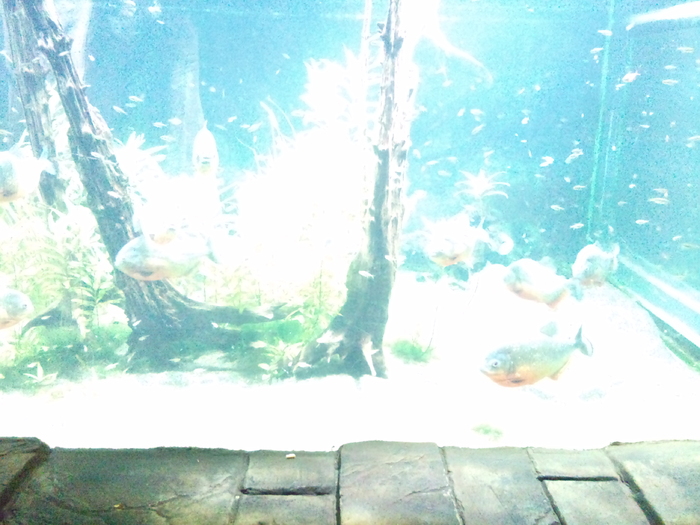 DSC_0075 - AQUARIUM LONDRA