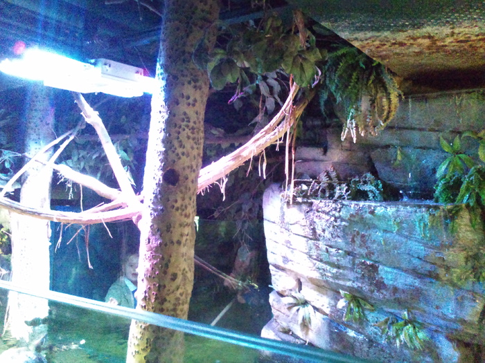 DSC_0077 - AQUARIUM LONDRA