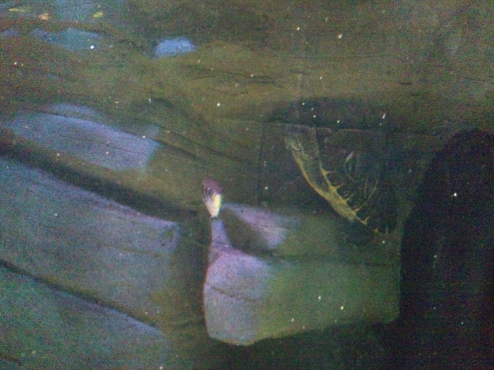 DSC_0078 - AQUARIUM LONDRA