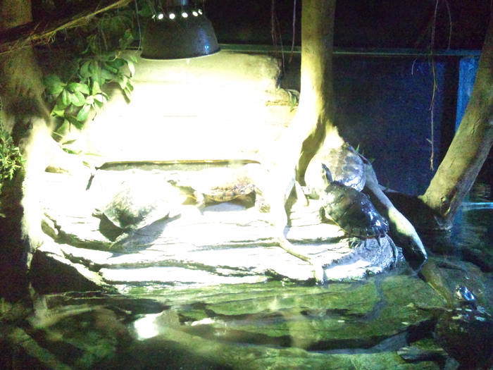 DSC_0079 - AQUARIUM LONDRA