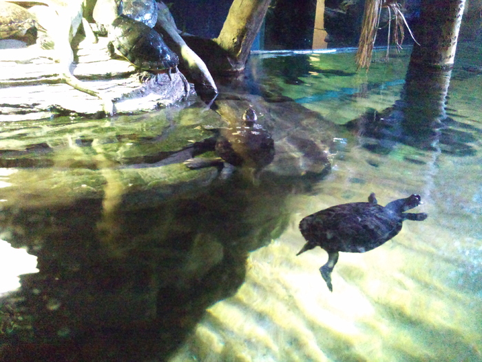 DSC_0080 - AQUARIUM LONDRA