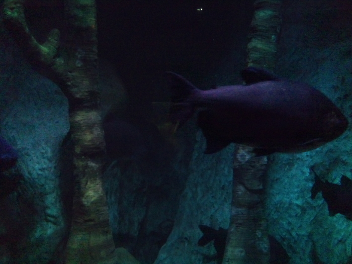 DSC_0082 - AQUARIUM LONDRA