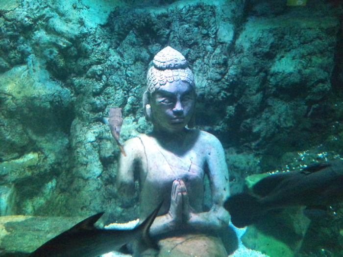 DSC_0085 - AQUARIUM LONDRA