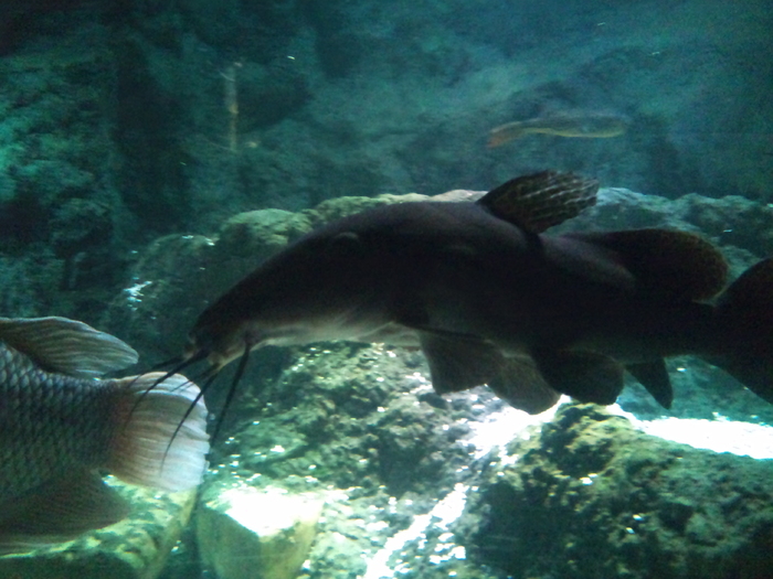 DSC_0087 - AQUARIUM LONDRA